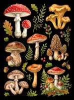 Watercolor forest mushroom clipart set isolated on transparent background, ready for stickers, t-shirt design, print on demand, and sublimation projects.
