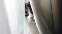 Curious black and white cat peeking through curtains, partially hidden face with amber eye visible, creating sense of mystery and playfulness.