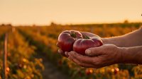 Farmer hands holding fresh red grapes at sunset in vineyard rows during harvest season. Agricultural concept for winemaking and organic farming industry.
