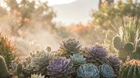 Succulent garden with purple and green rosettes in golden sunset light creating warm atmospheric glow in desert landscape setting.