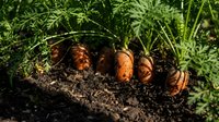 Fresh organic carrots growing in rich dark soil surrounded by green leafy tops in vegetable garden bed ready for harvest.