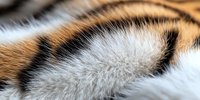 Close up macro view of tiger fur texture showing detailed orange, black and white stripes pattern and soft fluffy hair structure. Natural animal background.