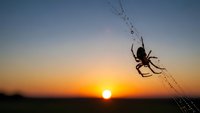 Spider silhouette hanging from web against dramatic sunset sky with golden orange horizon and twilight colors for nature photography projects.