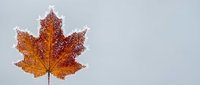 Autumn maple leaf with vibrant orange and red colors isolated on white background for seasonal design projects and fall decorations.
