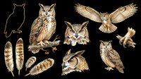 Owl species collection with detailed feather patterns and facial features, isolated on transparent background. Ready for clipart, t-shirt design, stickers, sublimation, print-on-demand products, and digital crafts.