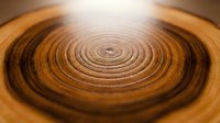 Close-up of tree ring cross-section showing concentric annual growth patterns in warm brown wood tones, suitable for nature, forestry, and environmental educational materials.