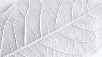 Delicate white leaf texture with intricate vein patterns creating natural abstract lines and organic shapes on light background, suitable for wellness and spa designs.