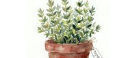 Potted plant with small green leaves in terracotta container, isolated on white background, suitable for home decor, gardening, and botanical design projects.