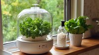 Modern terrarium with fresh green plants under glass dome on windowsill with natural light, home gardening and indoor plant decoration concept.