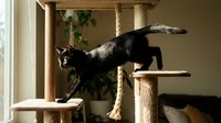 Black cat stretching on wooden cat tree with multiple levels, rope, and climbing platforms for indoor feline exercise and entertainment.