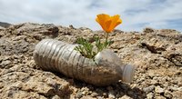 Orange poppy flower growing from plastic bottle in desert wasteland symbolizing environmental hope and nature resilience against pollution and waste.
