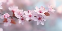 Delicate pink cherry blossoms on branch with soft blurred background, symbolizing spring renewal, beauty and tranquility in nature.