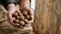 Mature male farmer with weathered hands holding fresh walnuts in shell, displaying harvest from organic farm or garden for food production and agriculture.