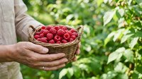 Farmer holding wicker basket filled with fresh red raspberries in garden setting, suitable for agriculture, food, and harvest-related projects.