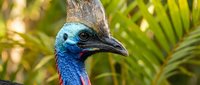 Exotic cassowary bird with vibrant blue head and neck plumage in tropical rainforest setting with lush green palm fronds creating natural wildlife habitat.