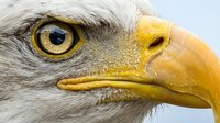 Closeup of bald eagle head with striking golden eye and yellow beak against neutral background, suitable for wildlife, nature, and educational content.
