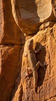 Lizard resting on warm terracotta rock surface with heart-shaped carving above, suitable for nature, wildlife, and outdoor adventure themes.