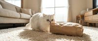 Fluffy white cat playing with cardboard box on beige carpet in bright living room with sofa and natural light from window.