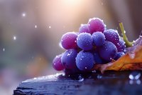 Fresh purple grape cluster with morning dew drops on dark wooden surface in soft natural light, macro photography with bokeh background.