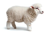 Young white lamb with fluffy wool coat standing in profile view on isolated background, showing detailed texture of fleece and gentle expression.