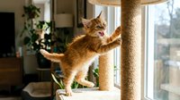 Ginger tabby kitten playing on sisal rope cat tree near window with natural light, indoor pet furniture for climbing and scratching.