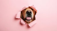 Golden retriever dog face peeking through torn pink paper hole with tongue out, playful pet portrait for advertising and marketing materials.