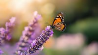 Monarch butterfly perched on blooming lavender flower against blurred garden background with soft sunlight and bokeh effect creates serene natural atmosphere.