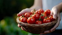 Fresh ripe cherry tomatoes in wicker basket held by hands outdoors in garden setting for healthy organic farming and harvest concepts.