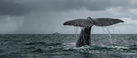 Humpback whale tail fluke diving into ocean waters under dramatic stormy sky with rain clouds and distant boat on horizon creating powerful marine wildlife scene.