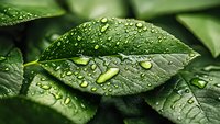 Fresh green leaves covered with water droplets after rain or morning dew, ideal for nature, environmental, and wellness design projects.