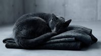 Gray cat curled up sleeping on knitted sweater, cozy domestic pet resting on soft fabric for home and lifestyle content.