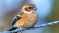 Small brown songbird with black markings perched on wire against soft blurred background. Wildlife photography showcasing natural bird behavior and plumage details.