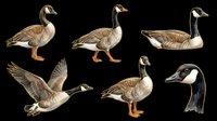 Geese and duck isolated on transparent background, ready for clipart, t-shirt design, stickers, print-on-demand products, and sublimation projects.