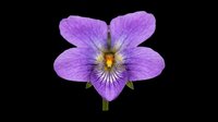 Purple pansy flower with yellow center isolated on transparent background, ready for t-shirt design, clipart, stickers, sublimation and print-on-demand projects.