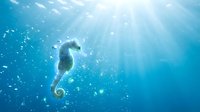 Seahorse swimming in deep blue ocean water with sunlight rays and bubbles creating magical underwater scene for marine life and aquatic themes.