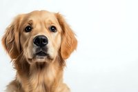 Portrait of attentive Golden Retriever dog with soft fur against white background, looking directly at camera with gentle expression and alert eyes.