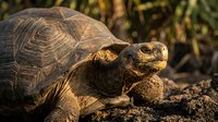 Desert tortoise with detailed shell patterns basking in warm golden sunlight on rocky terrain in natural habitat during sunset hours.