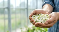 Farmer holding handful of white bean seeds in greenhouse with blurred green plants in background, agricultural harvest and crop cultivation concept.