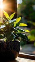Young plant with vibrant green leaves in dark pot on wooden surface, bathed in warm sunlight near window. Fresh foliage and natural light ideal for home decor, gardening, and wellness content.