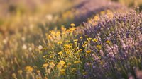 Lavender field with yellow wildflowers blooming in golden sunset light creating dreamy natural landscape for aromatherapy and wellness designs.