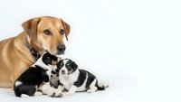 Mixed breed mother dog with newborn puppies on white background isolated for pet care and animal family concepts.