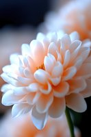 Delicate peach and white dahlia flower in soft focus macro photography showing layered petals with gentle bokeh background, creating dreamy romantic atmosphere.