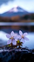Delicate pink cherry blossoms with morning dew drops against blurred Mount Fuji background and lake reflection create serene Japanese spring atmosphere.