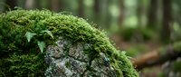 Vibrant green moss covering weathered stone surface in peaceful forest setting, natural texture and organic growth pattern for environmental design.