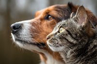 Close-up profile of tabby cat and brown dog looking in same direction showing friendship and companionship between pets in soft natural lighting.