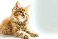 Fluffy ginger Maine Coon cat with long fur and bright eyes lying on white background, looking up with curious expression. Isolated studio portrait for pet care designs.