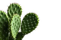 Green prickly pear cactus paddles with sharp thorns isolated on white background, close-up view showing natural texture and details of desert plant.