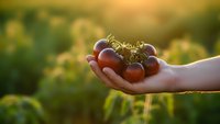 Fresh cherry tomatoes held in cupped hands during golden hour sunset light in organic garden with warm bokeh background for healthy eating concepts.