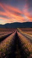 Lavender field rows stretching toward mountains under dramatic sunset sky with vibrant orange and pink clouds creating peaceful agricultural landscape.