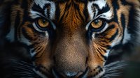 Close up macro shot of intense tiger eyes and nose showing detailed fur texture, stripes pattern and amber colored iris. Dramatic lighting emphasizes facial features.